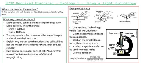 Microscopes GCSE Free Science Lessons 的图像结果