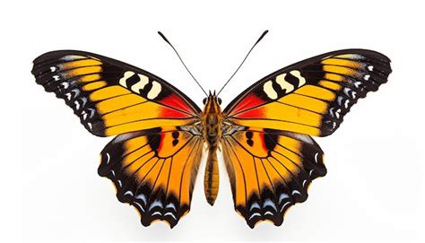 Image result for Buterfly Side View