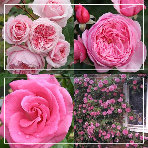 Fragrant Pink Climber Collection – Heirloom Roses