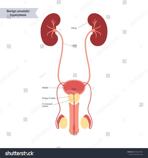 Human Male Reproductive System Diagram