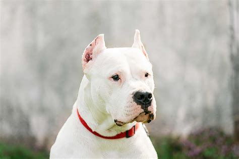 Dogo Argentino Dog Breed Health and Care | PetMD