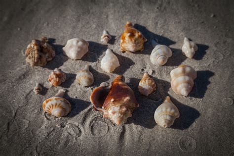 Finding Sea Shells 的图像结果