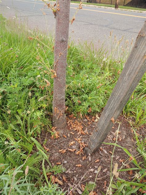 Landscape Message: August 7, 2020 : Center for Agriculture, Food, and ...