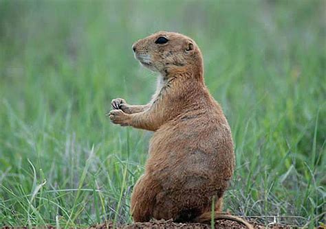 Image result for Domesticated Prairie Dogs