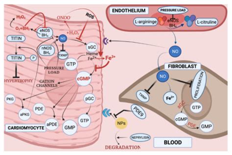 Reactive Oxygen Species Induced Pathways in Heart Failure Pathogenesis ...