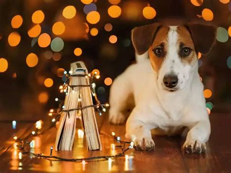 Diwali safety for your furry friends: 6 ways to protect them from loud ...