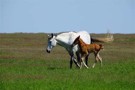 Free Images : nature, grass, field, farm, meadow, prairie, herd, pasture, grazing, ranch ...