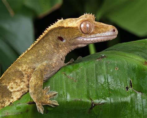 12 Types of Crested Geckos: Morphs, Colors & Traits (With Info & Pictures) | PangoVet