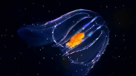 Watch strange blue lights appear in the deep ocean