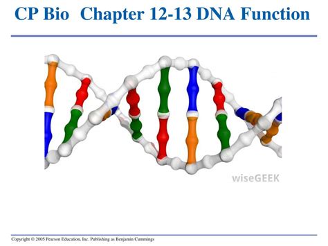 Image result for DNA Function