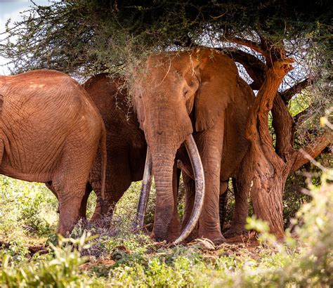 How does an elephant sleep? - Tsavo Trust