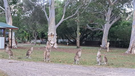 BIG4 NOOSA NORTH SHORE HOLIDAY PARK (Sunshine Coast) - Campground ...
