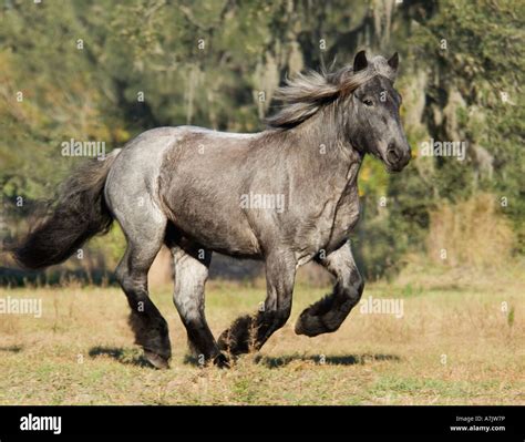 Blue roan Brabant Draft Horse filly Eva Stock Photo - Alamy