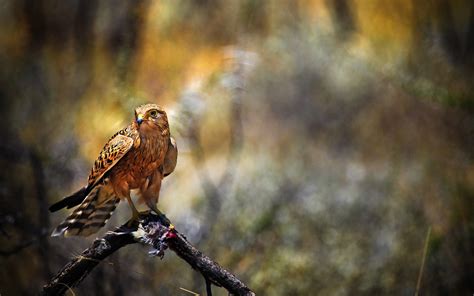 Image result for Hawk Predator Sounds