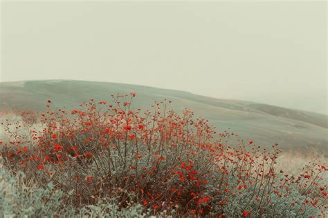 Spring flowers bushes border landscape | Free Photo - rawpixel