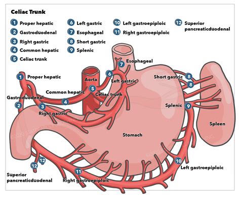 Arterial Ulcer