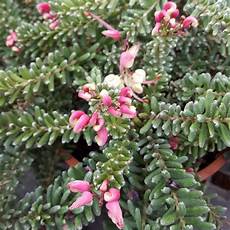 piante da esterno sempreverdi in vaso grevillea juniperina ricanti sempreverdi piante da esterno sempreverdi in vaso grevillea juniperina ricanti sempreverdi