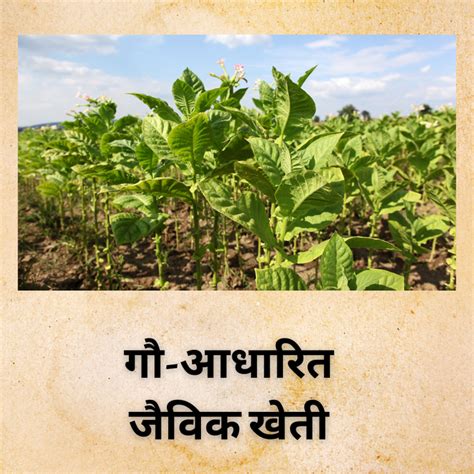 शांतिधारा गिर गौशाला | Shantidhara Gir Gaushala – Shantidhara Gir Gaushala