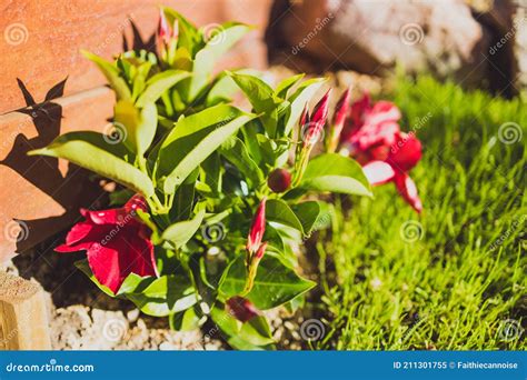 Close-up of Mandevilla Dipladenias Rocktrumpet Plant Outdoor in Sunny ...