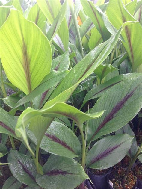 Creative Farmer Rare Black Turmeric Plant Rhizome (Curcuma Caesia) Live ...