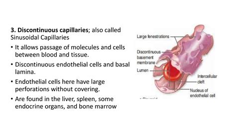 cardiovascularCCCfsdsdsdCVS Histology.pptx