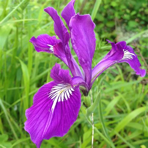 Oregon Iris (Iris tenax) — Friends of Silver Falls