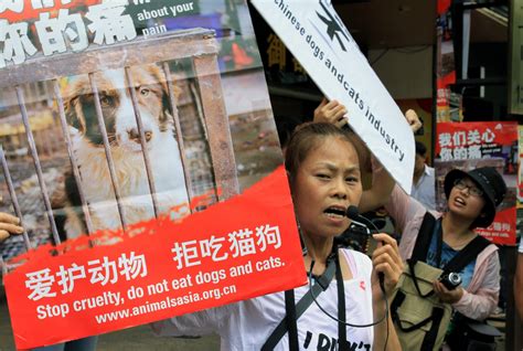 China: Yulin dog meat festival begins despite widespread criticism ...