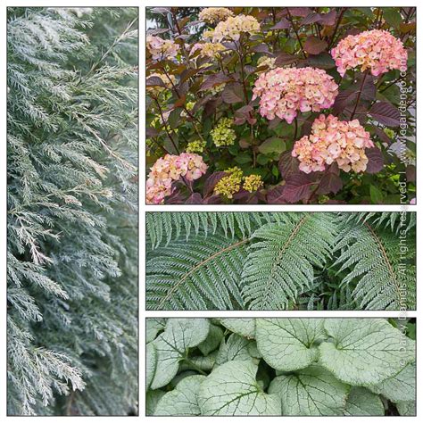 Easy Plant Combo in Cool Tones for Shade