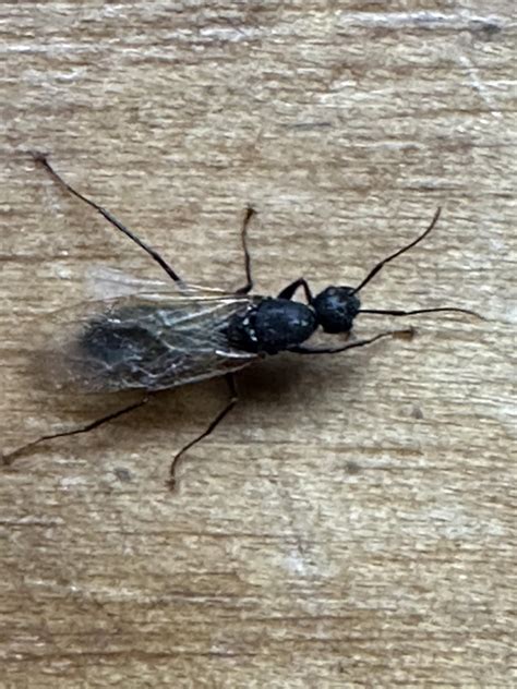 Winged carpenter ants in house : r/pestcontrol