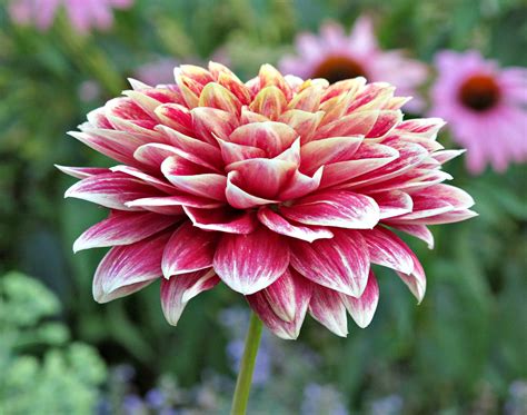 Gaithersburg Indoor Aquatic Center has Reopened