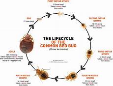 pulci materasso cimici dei letti come riconoscerle e eliminarle pulci materasso cimici dei letti come riconoscerle e eliminarle
