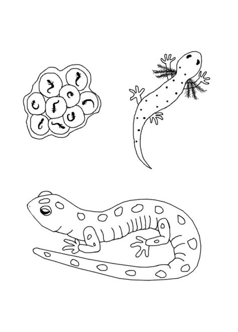 Biology Coloring Pages 的图像结果