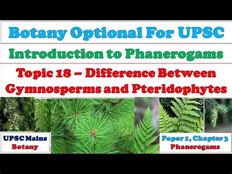 Gymnosperms and Pteridophytes: Difference Between Gymnosperms and ...