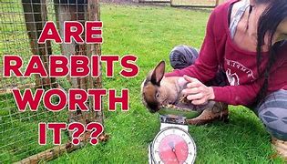 Image result for Best Meat Rabbits to Raise