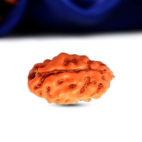 2 Mukhi Rudraksha (Indonesian) – Shiv Kripa Rudraksha