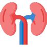Kidney Function Test At Home in Dubai.Price Book Now– OneLife