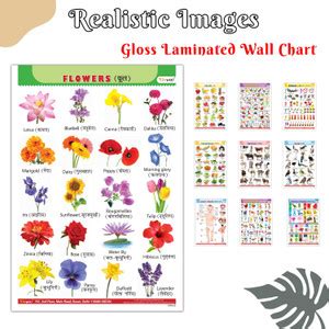 Colorful Educational Gloss laminated English-Hindi Chart for Children ...