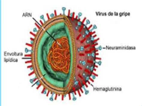 La Influenza A H1N1 en México Diagnóstico, tratamiento y prevención | Vertientes. Revista ...