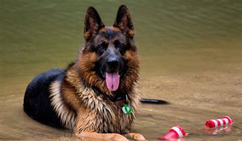 GSDCQ ZAP Character Assessment , Dogs Queensland, Durack, 5 October ...