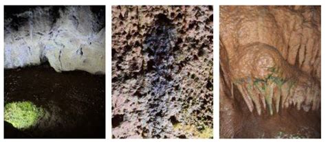 Exploring Lampenflora of Resavska Cave, Serbia