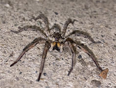 Wolf Spider Michigan