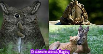 Image result for Animals Hugging Humans