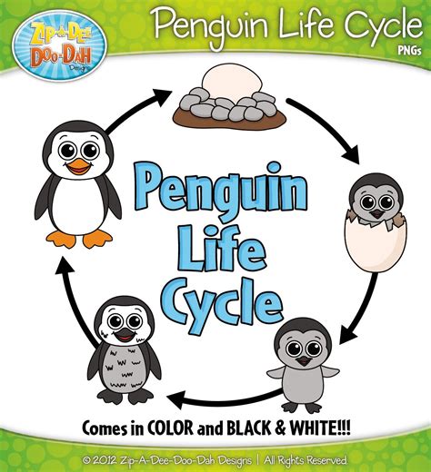 Penguin Life Cycle Clipart {Zip-A-Dee-Doo-Dah Designs} | Penguin life ...
