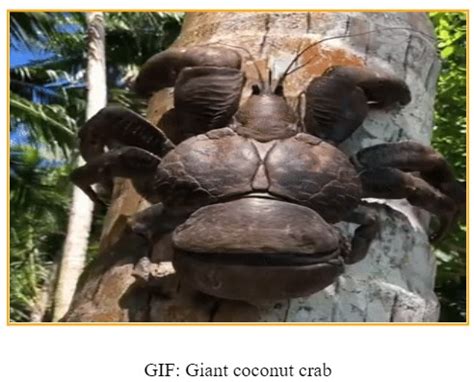Phylum Arthropoda: Characteristics, Classification & Importance | AESL