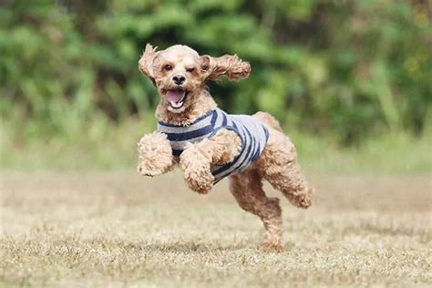 Image result for Old Cockapoo