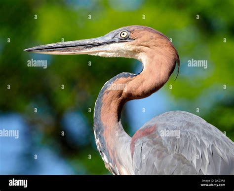 Portrait of Goliath heron (Ardea goliath), also known as the giant ...