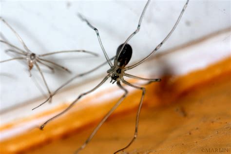Cellar Spider - North American Insects & spiders