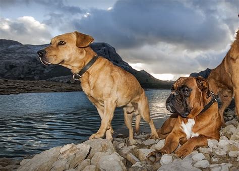 Boxer Lab Mix – 15 Important Facts About the Playful Boxador!