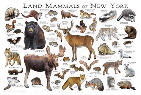 About Mammals Pictures