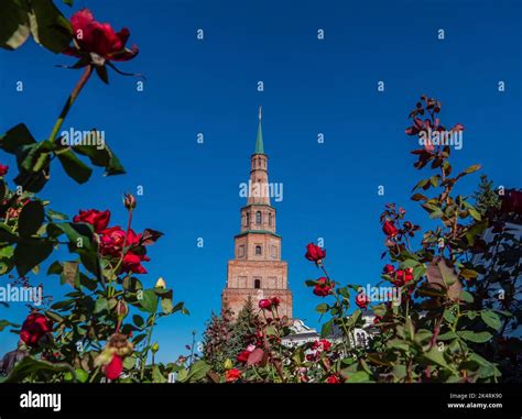 Falling Suyumbike Tower on the territory of the Kazan Kremlin surrounded by red roses. Suyumbike ...